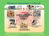 Правила поведения с собаками